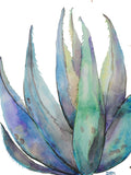 Agave