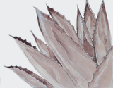Agave Americano