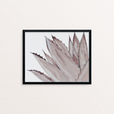 Agave Americano