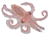 Octopus Hatchling