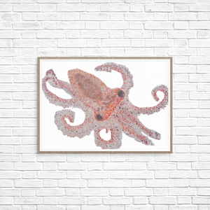 Octopus Hatchling